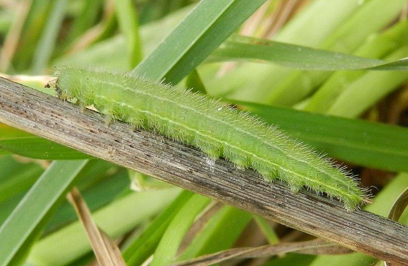 l''avventura della (forse) Melanargia russiae